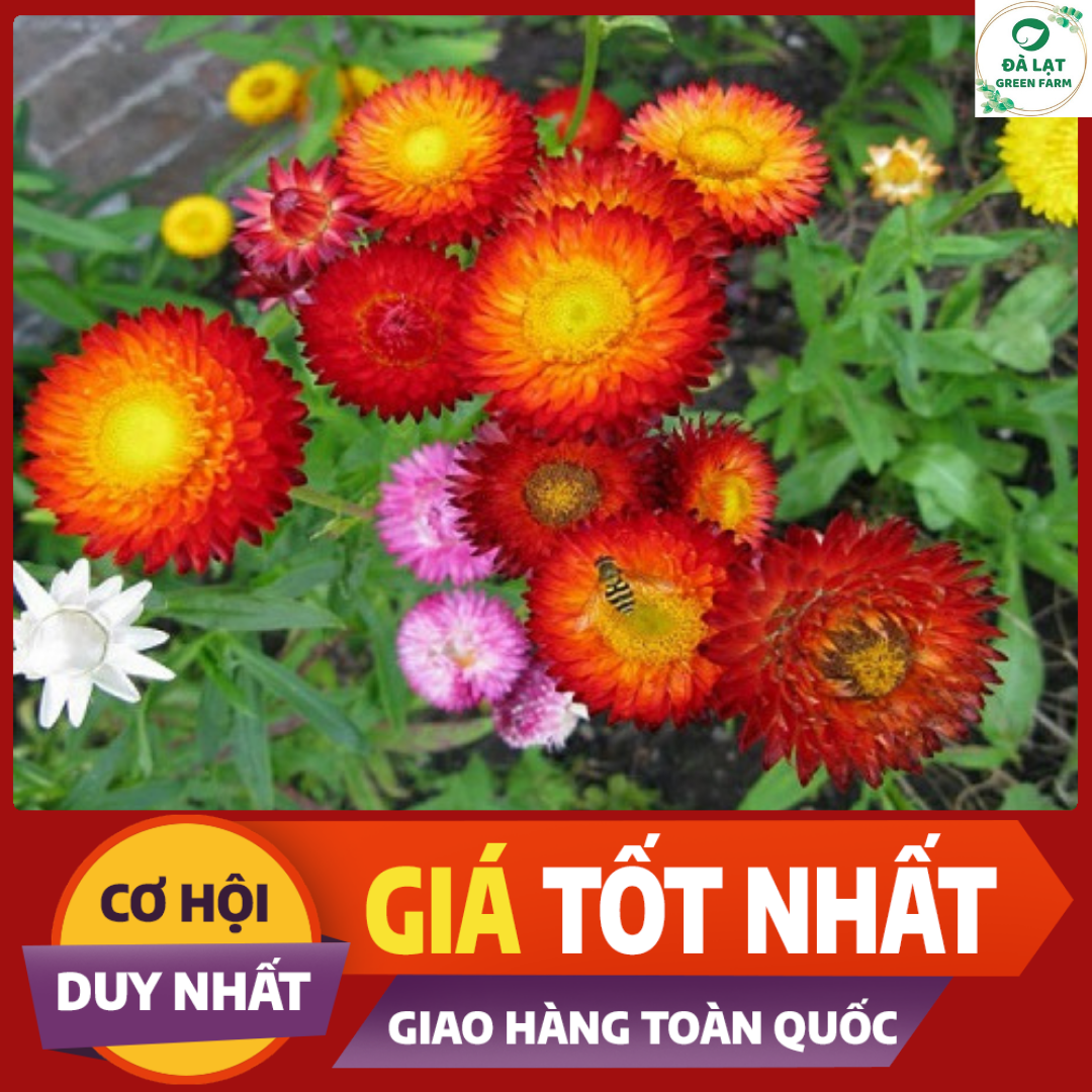 100H_HẠT GIỐNG HOA CÚC BẤT TỬ MIX MÀU