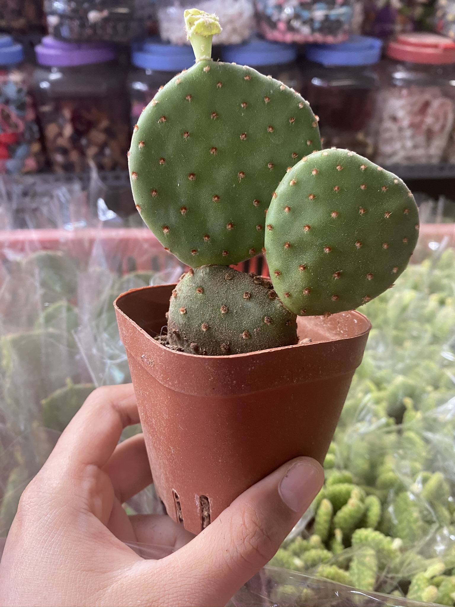 [HCM]XƯƠNG RỒNG TAI VOI