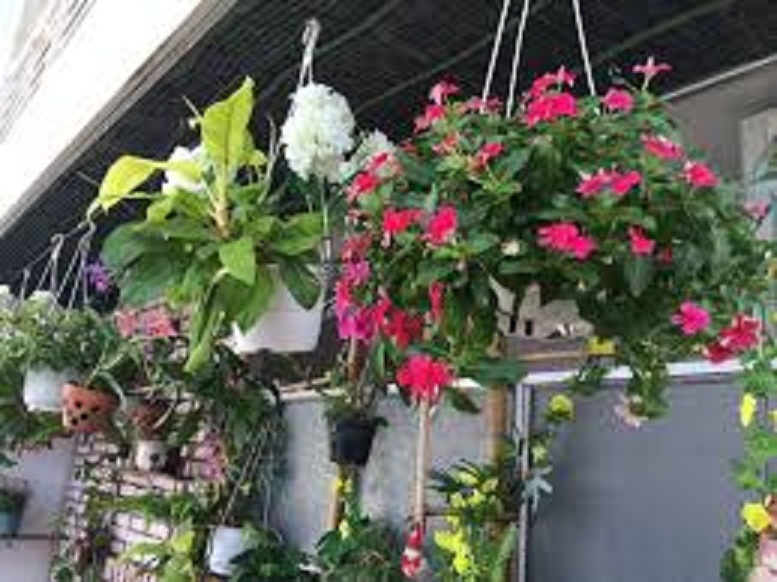 CHẬU HOA DỪA CẠN SIÊU ĐẸP