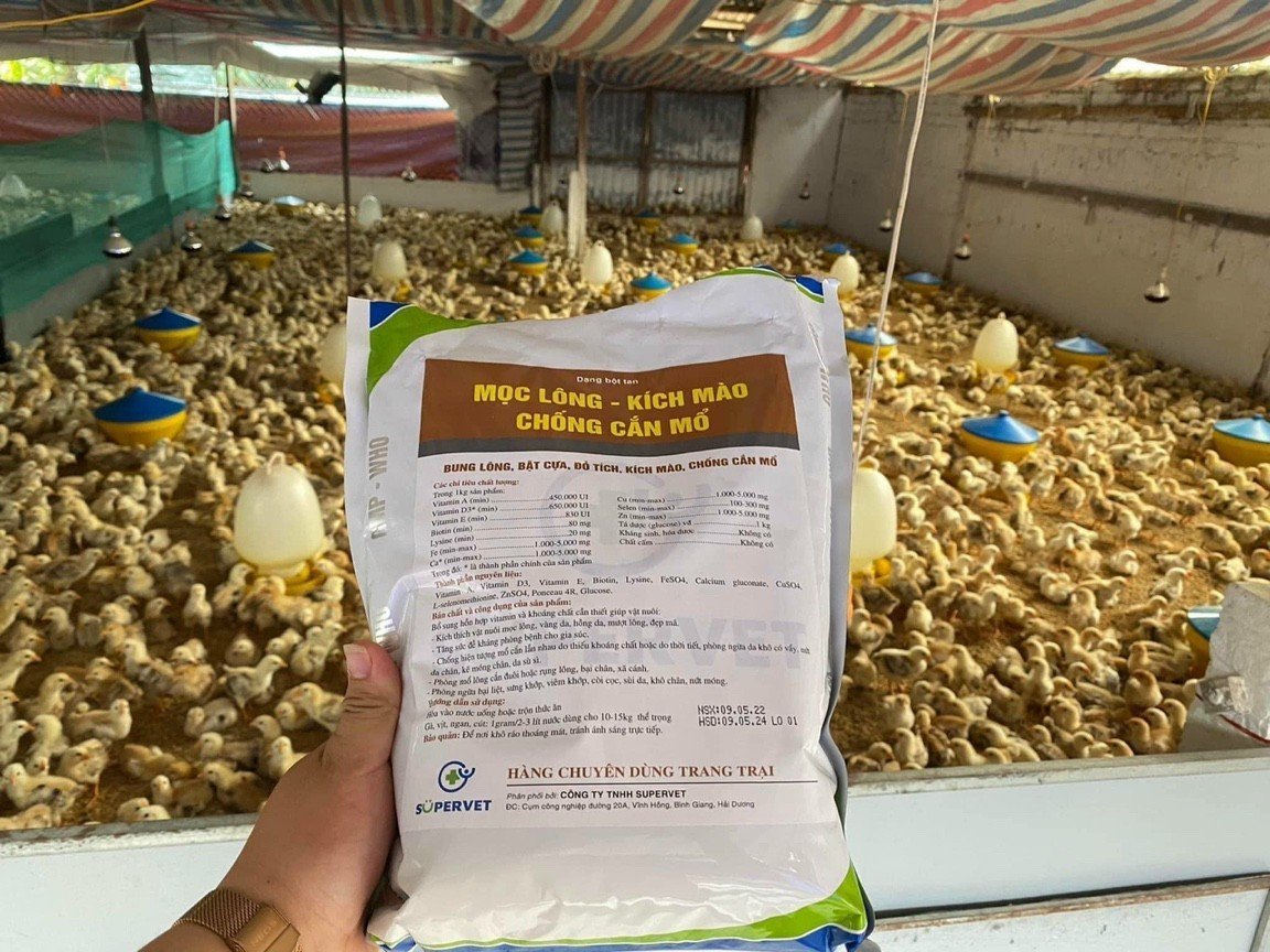 Bung Lông, Bật Cựa, Đỏ Tích, Kích Mào, Chống Căn Mổ, hám Lượng Khoáng Đa