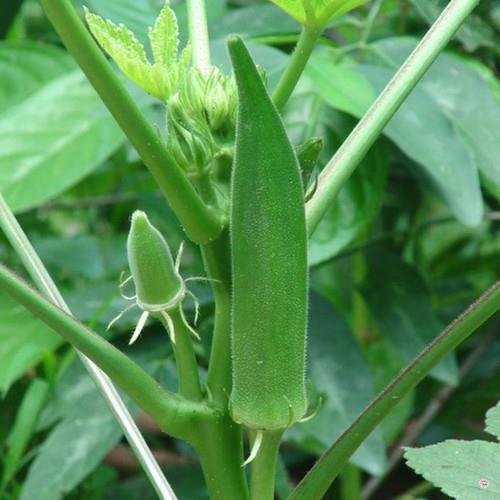 HẠT GIỐNG ĐẬU BẮP - CÀ BẮP - GÓI 18 GRAM