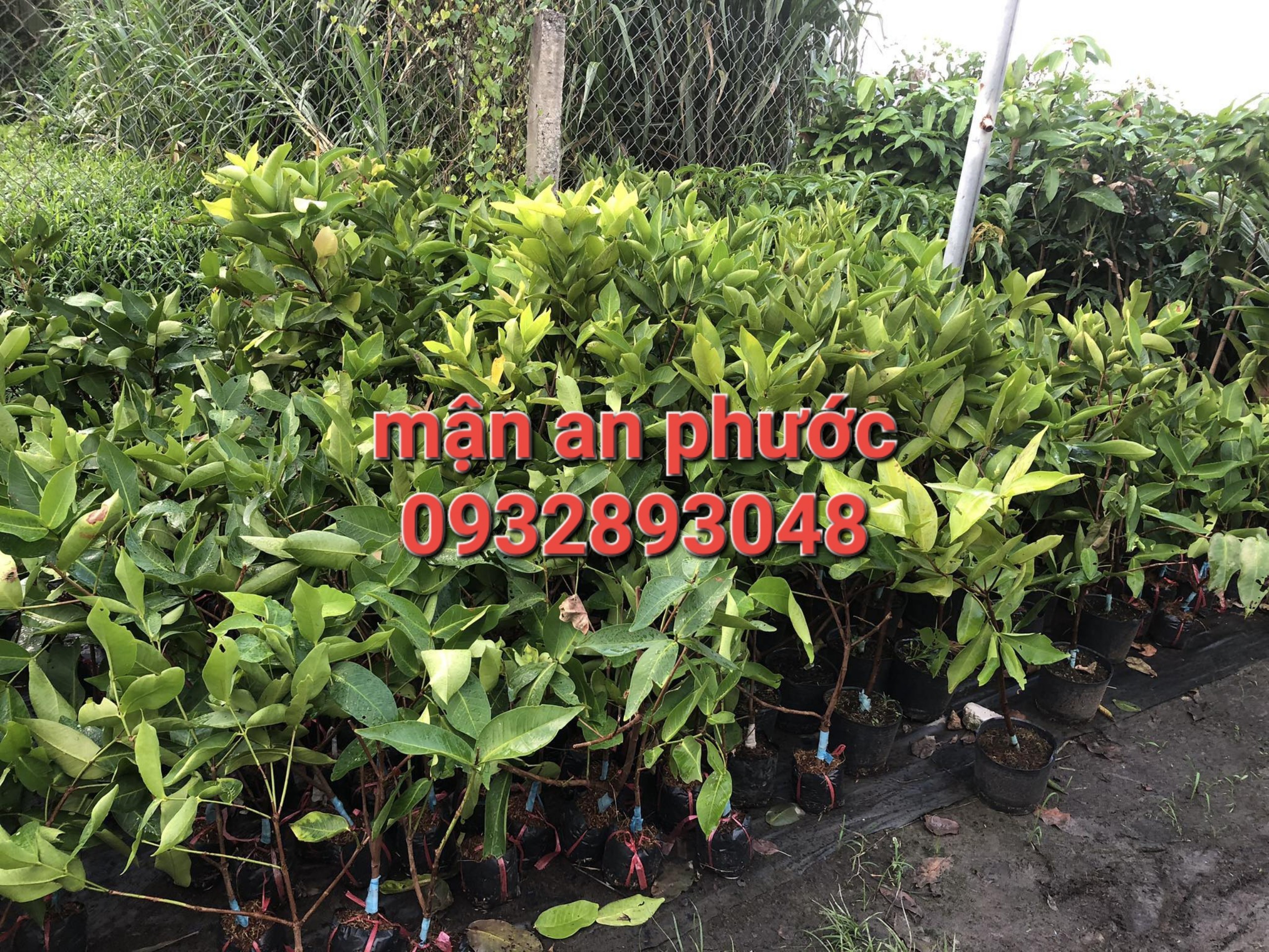An Phuoc Plum Tree, Red Roi