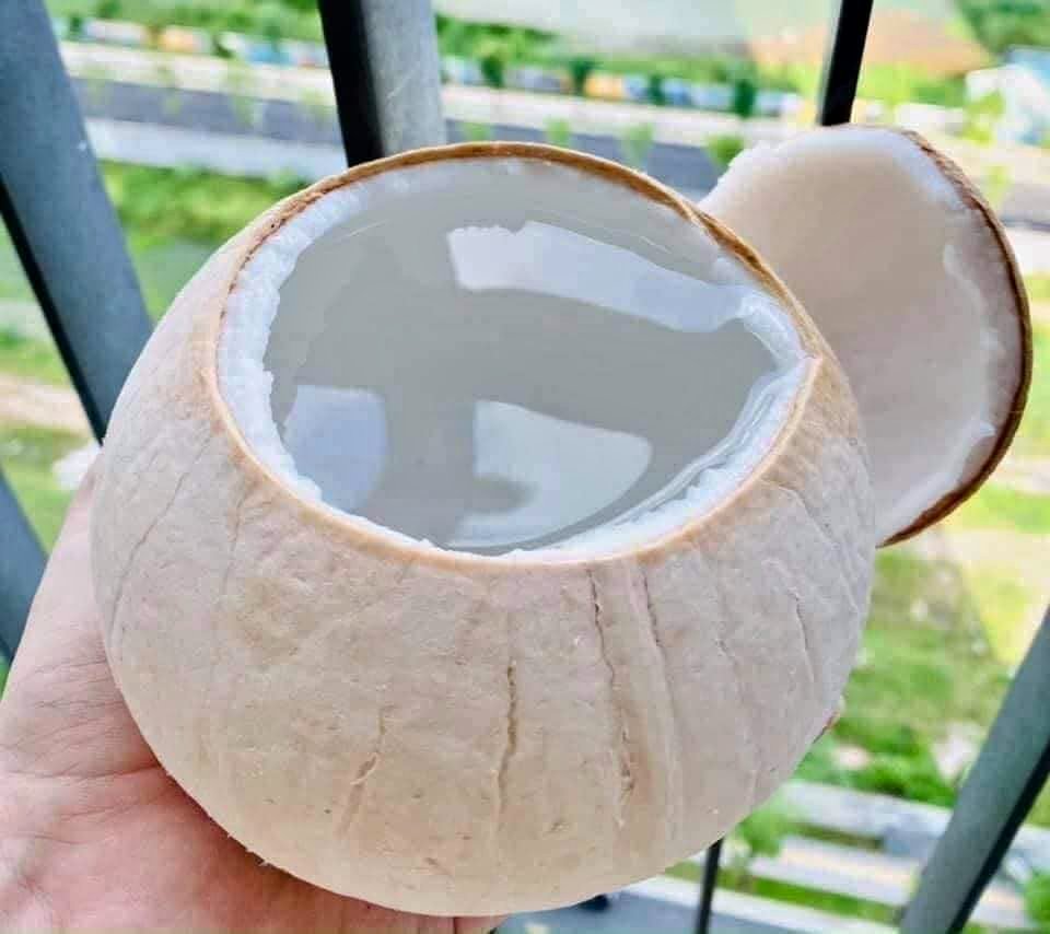 Dừa xiêm trọc Bến Tre