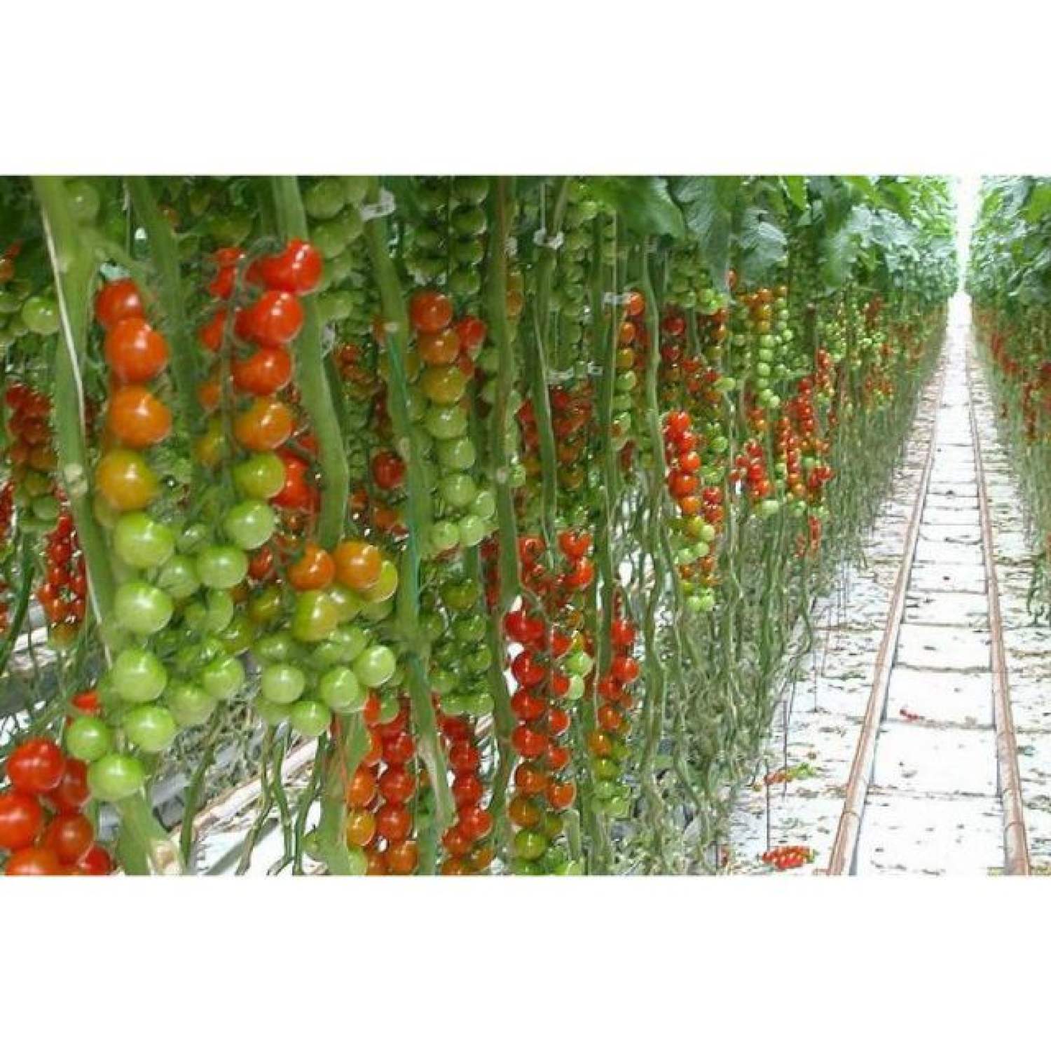 MA135 GÓI Hạt giống Cà Chua Bi Chùm 20 Hạt