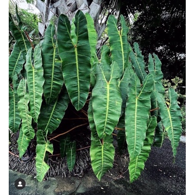 Cây hồng hạc cuống cam - Philodendron Billietiae