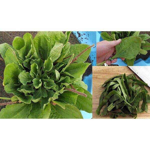 1 kg cây mã đề khô thơm sạch.