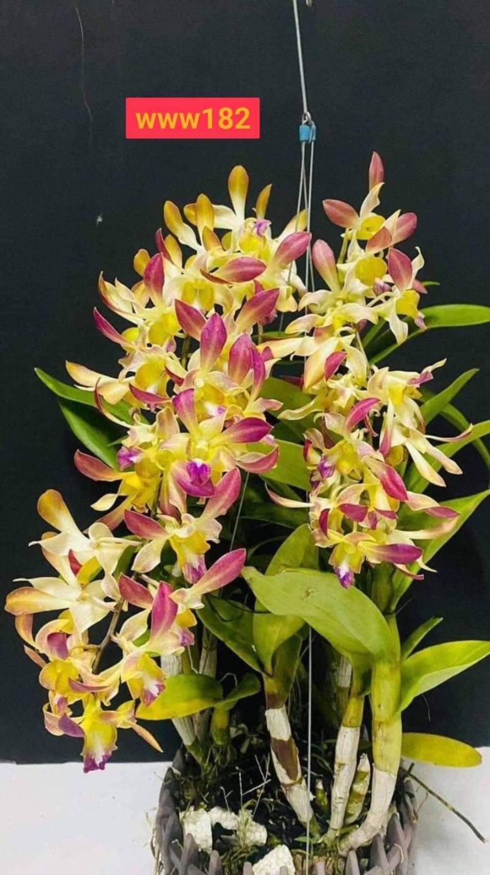 Cây giống thỏ nâu cao 7-12cm