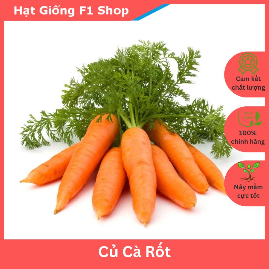 Hạt Giống Củ Cà Rốt Dễ Trồng