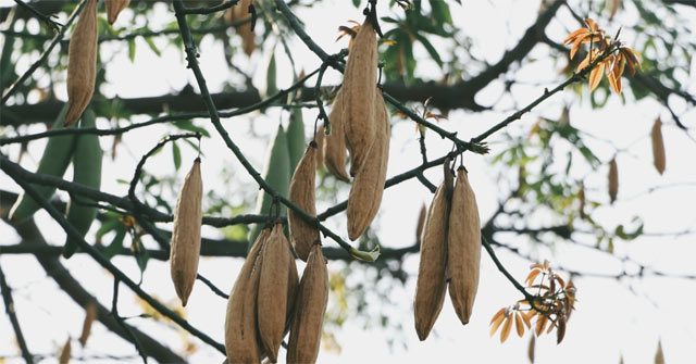 Hạt giống cây bông gòn (gạo xanh) - 100gram