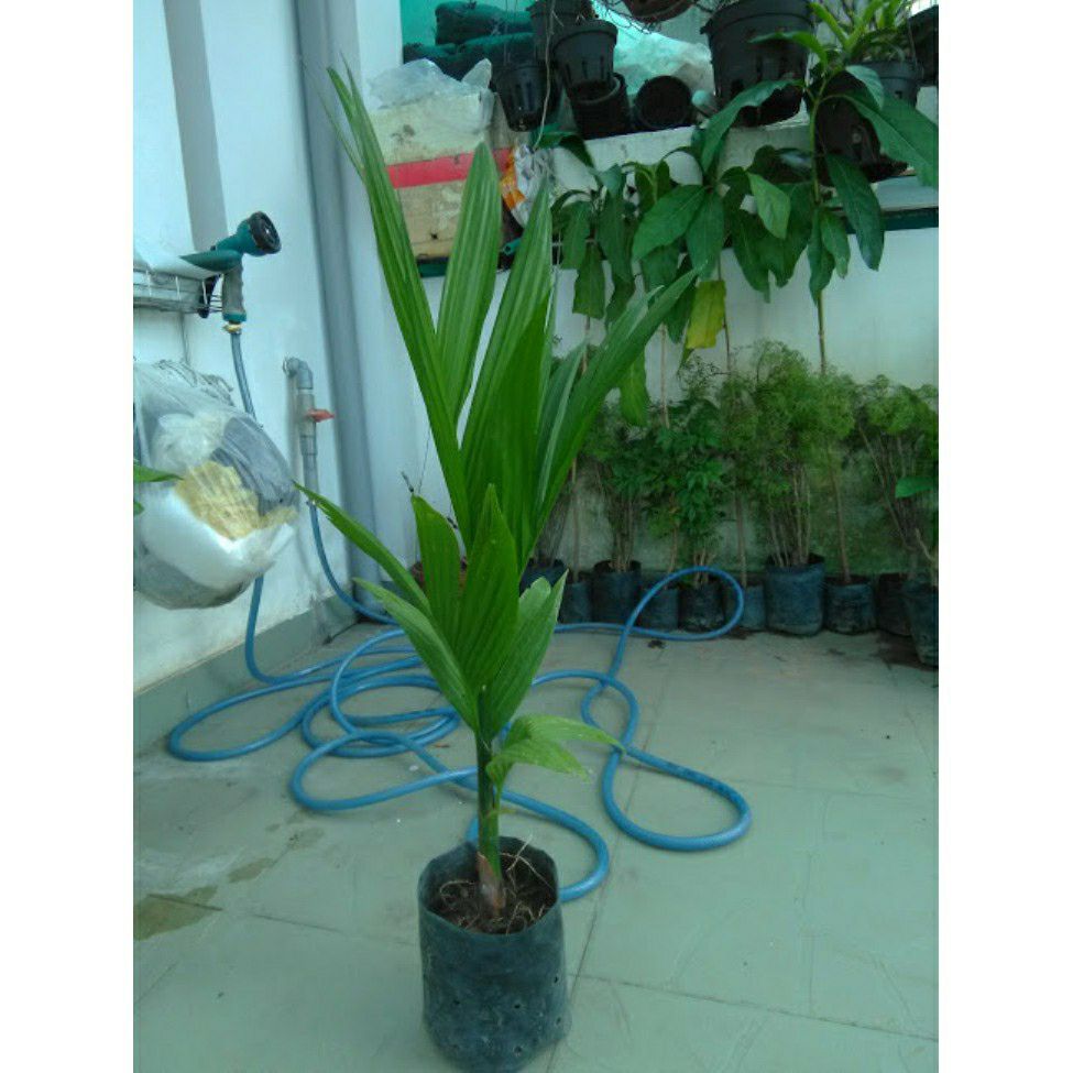 Cây cau ta giống ( cây cao 40 CM)