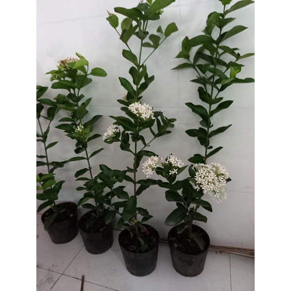 cây mẫu đơn trắng 1 cốt