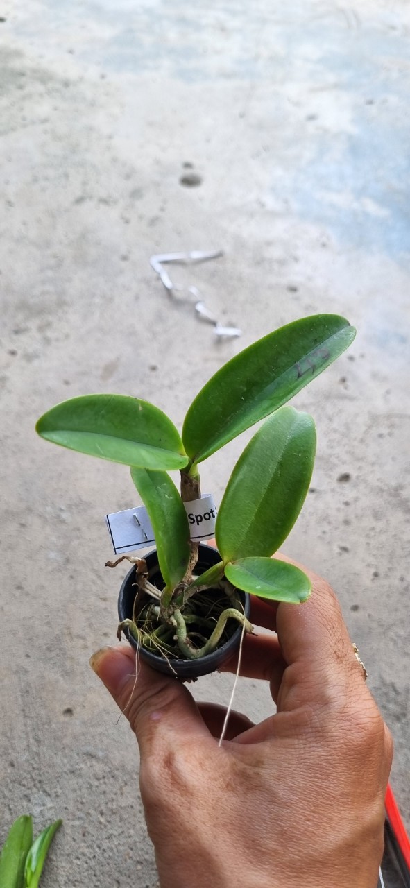 HOA LAN CATT CẨM BÁO ĐỐM CÂY GIỐNG