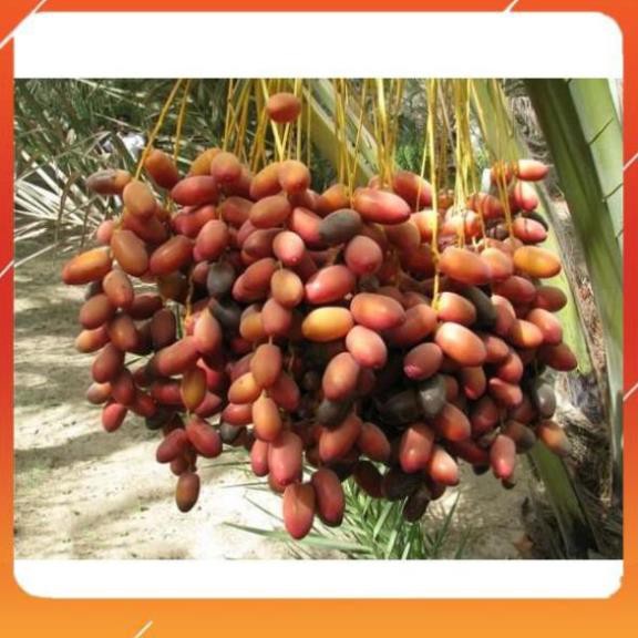 Cây giống Chà là Trung Đông - quả đỏ (cây cao bầu to)
