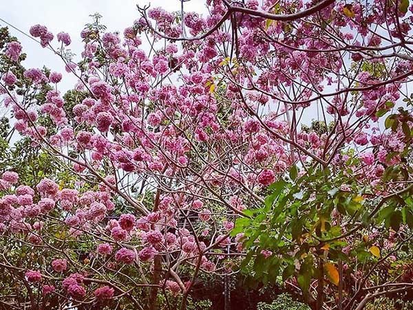 cây giống PHONG LINH TÍM - hoa tím cực đẹp, gửi đi nguyên bầu + Tặng 2 Cây Quế Giống