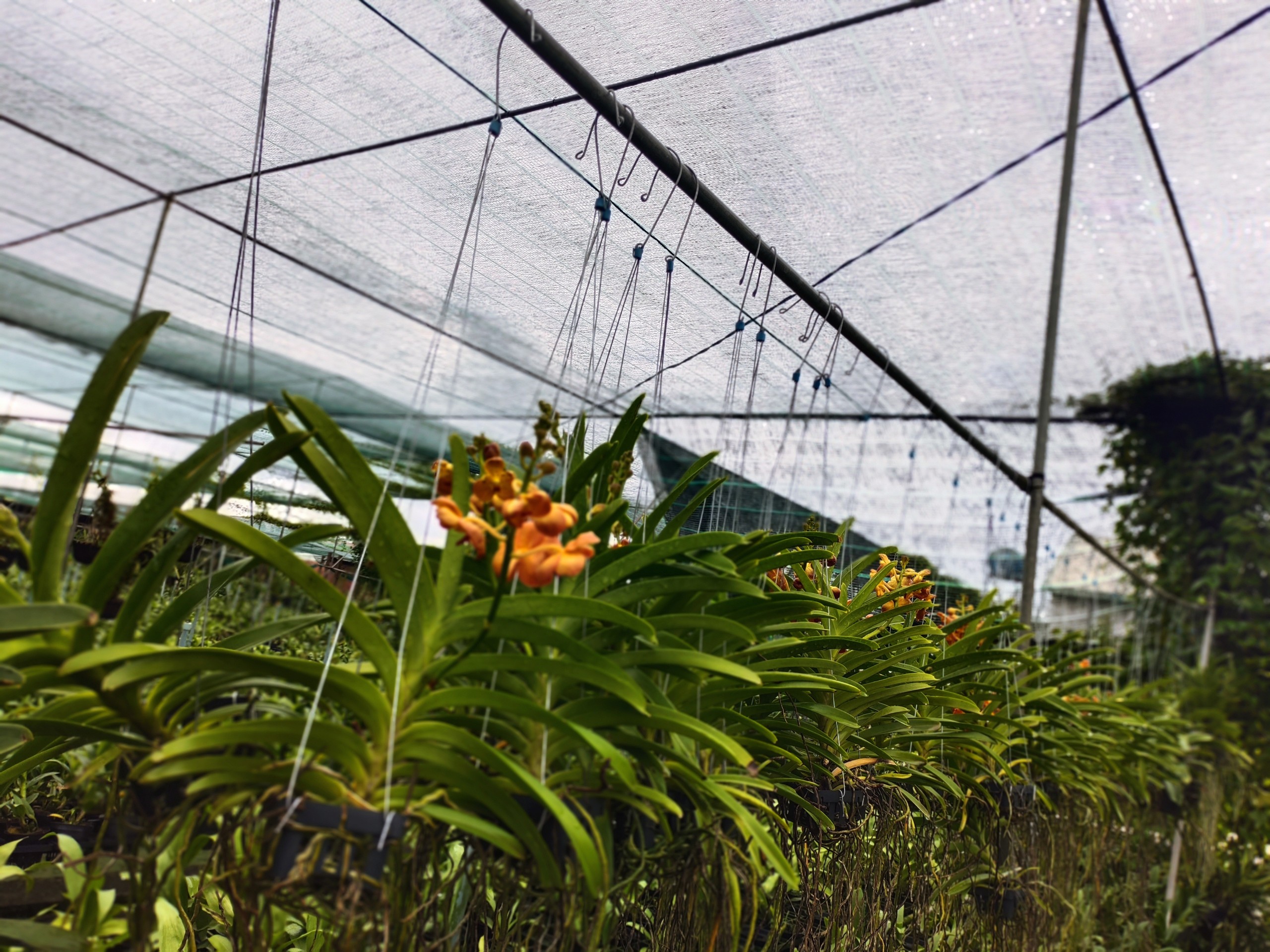 Vanda Cam (Hoả Hoàng Cam) Cây Trưởng Thành Giá Rẻ