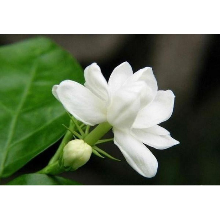 MJ205 Hạt giống hoa nhài hoa lài ( 20 hạt)