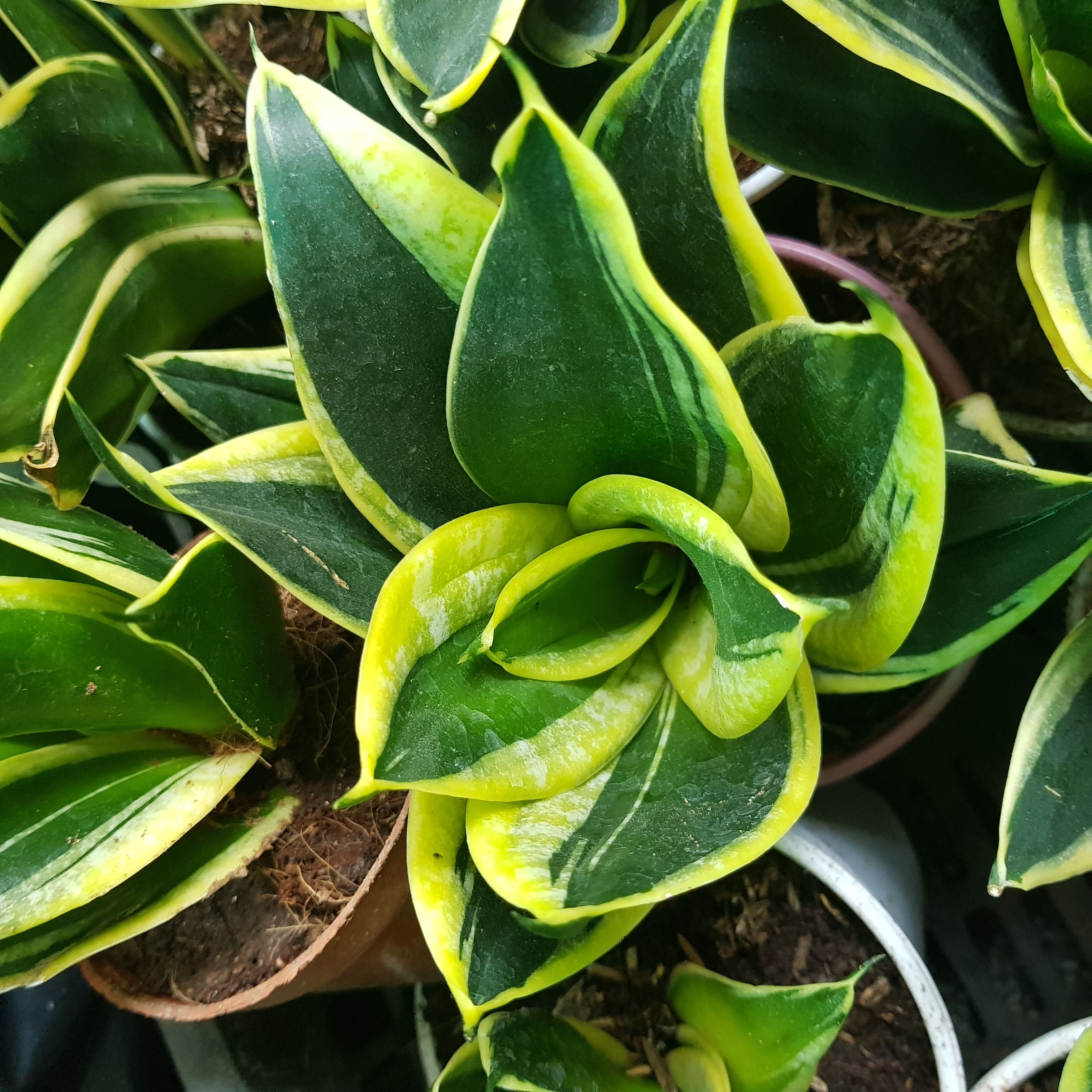 LƯỠI MÈO THÁI VIỀN VÀNG, CHẬU CÂY PHONG THỦY MINI, CÒN GỌI LÀ LƯỠI HỔ THÁI VIỀN VÀNG