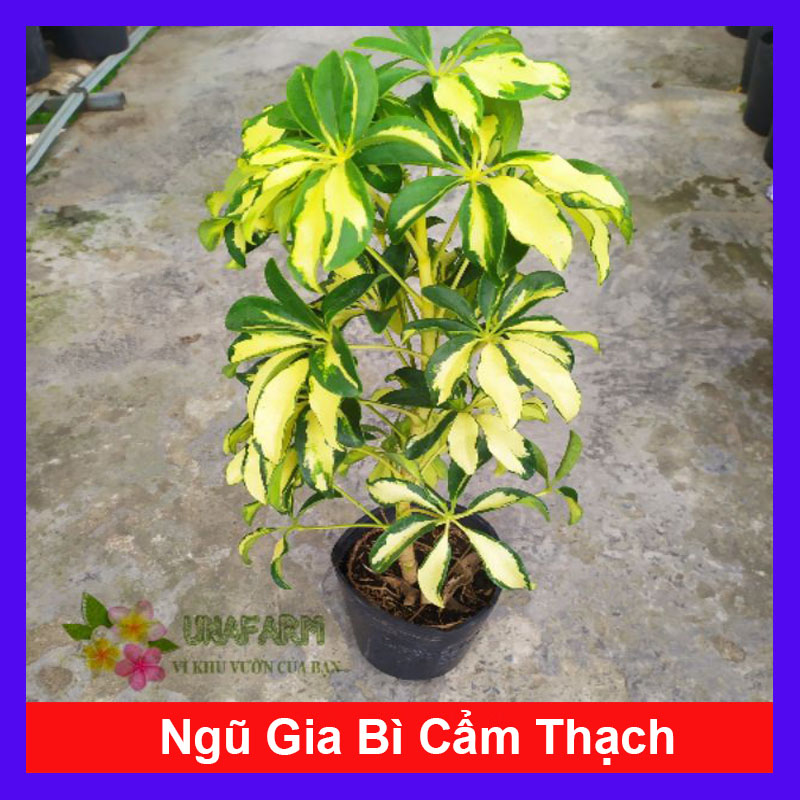 Cây ngũ gia bì cẩm thạch - cây đuổi muỗi