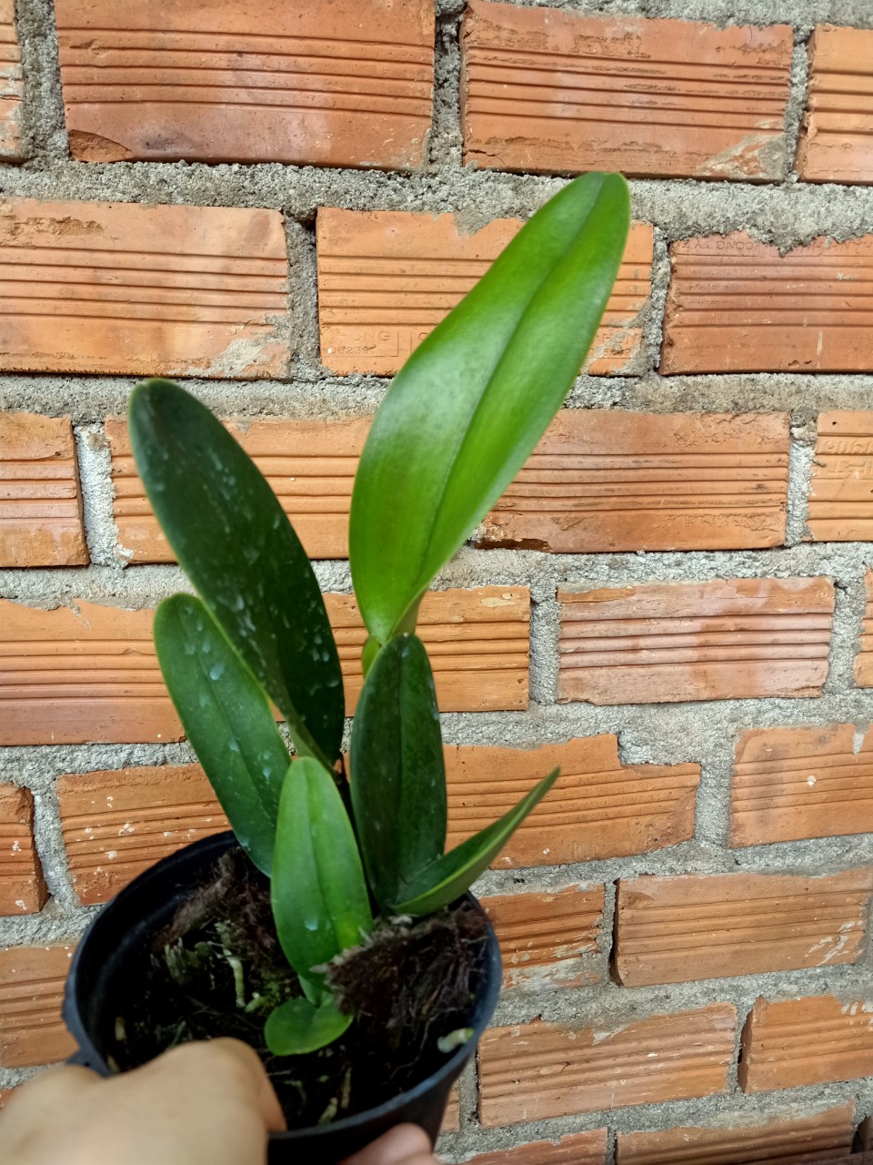 CATTLEYA- ANGLE KISS- chậu trưởng thành