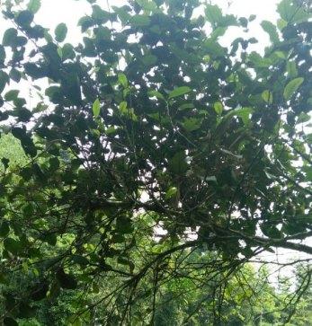 TẦM GỬI MÍT KHÔ (1KG)