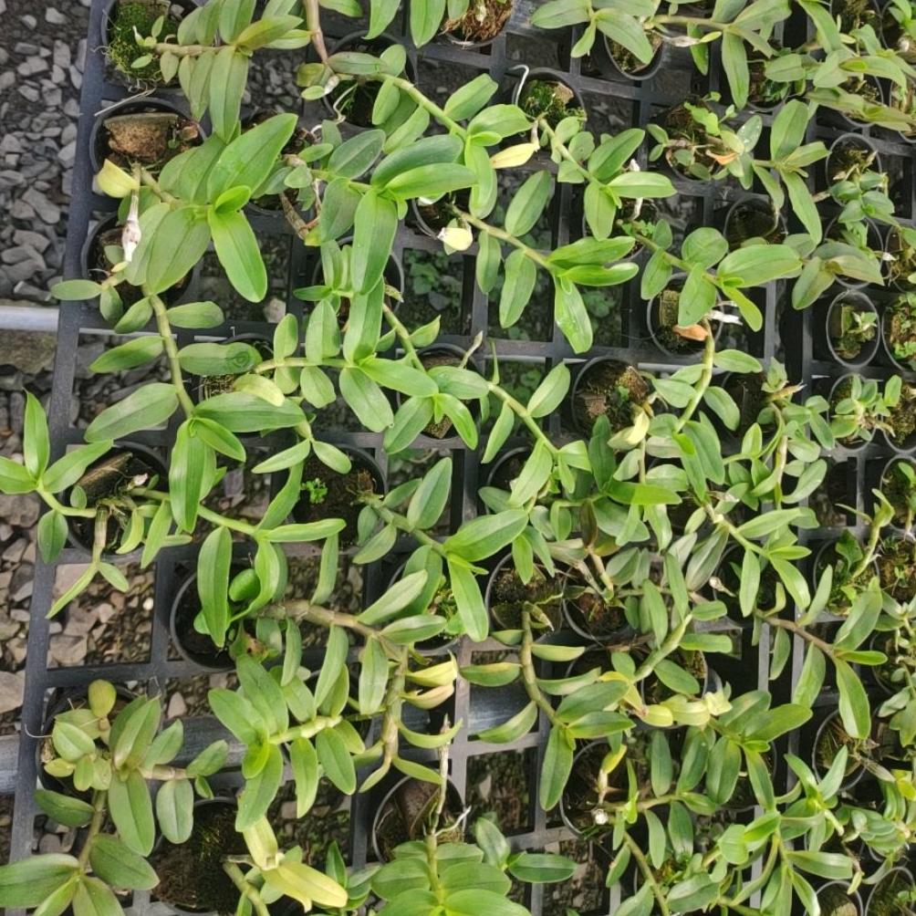 Trầm thanh củi - cây con năm 2