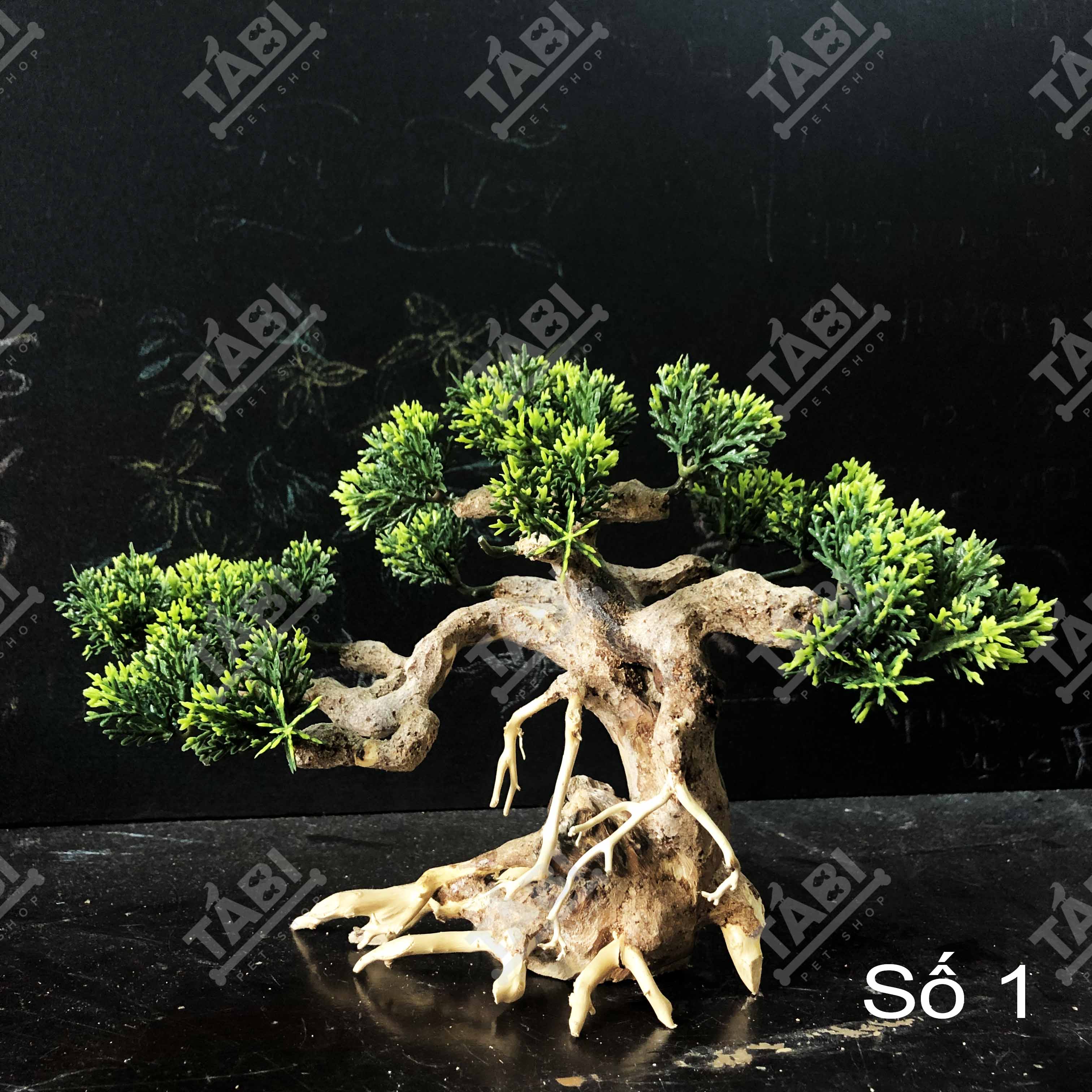 Cây bonsai cao cấp trang trí hồ cá thuỷ sinh - cây gỗ thật làm cảnh bể cá