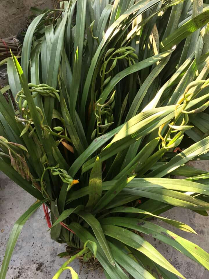 Hoa Lan Địa Lan Kiếm Trần Mộng 1Kg