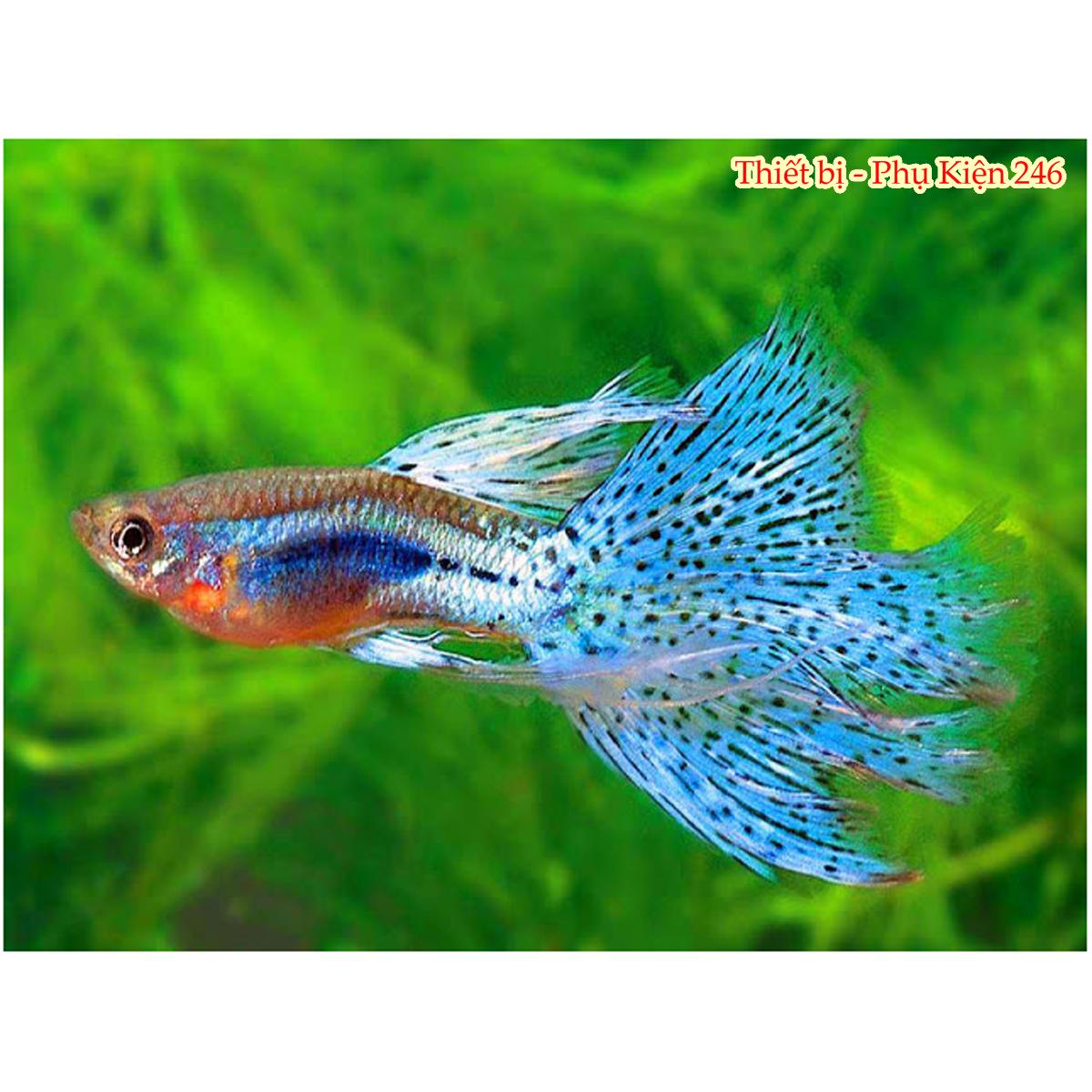 Thức ăn dành cho các dòng cá thủy sinh Miniature