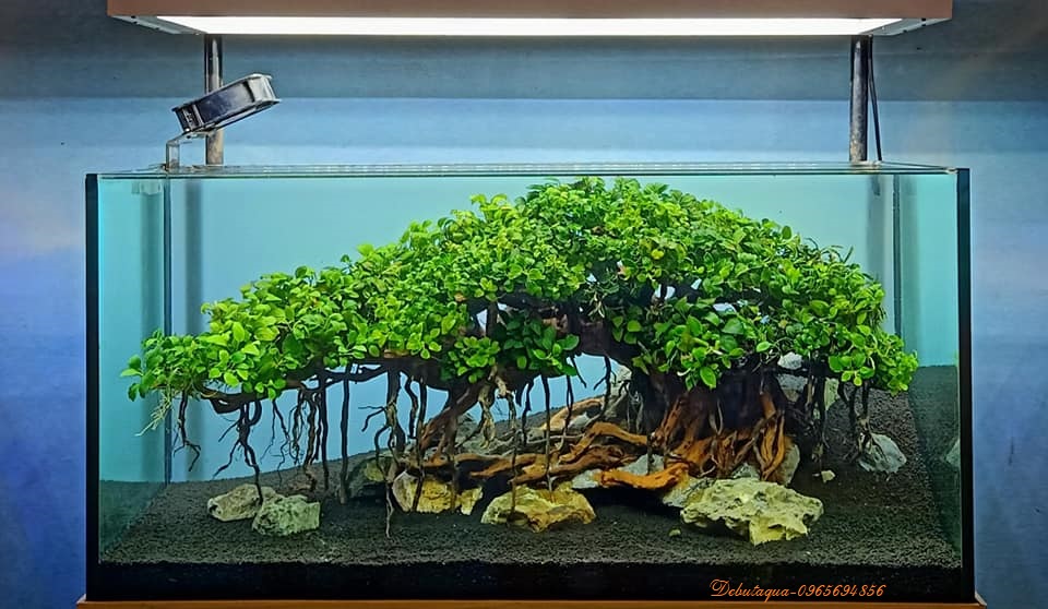Ráy Nana Tàu [Cây Thủy Sinh Gắn Giá Thể]