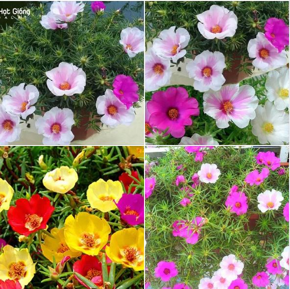 Hạt giống hoa 10h Ta hoa cánh đơn nhiều màu - 1 gói 200 hạt