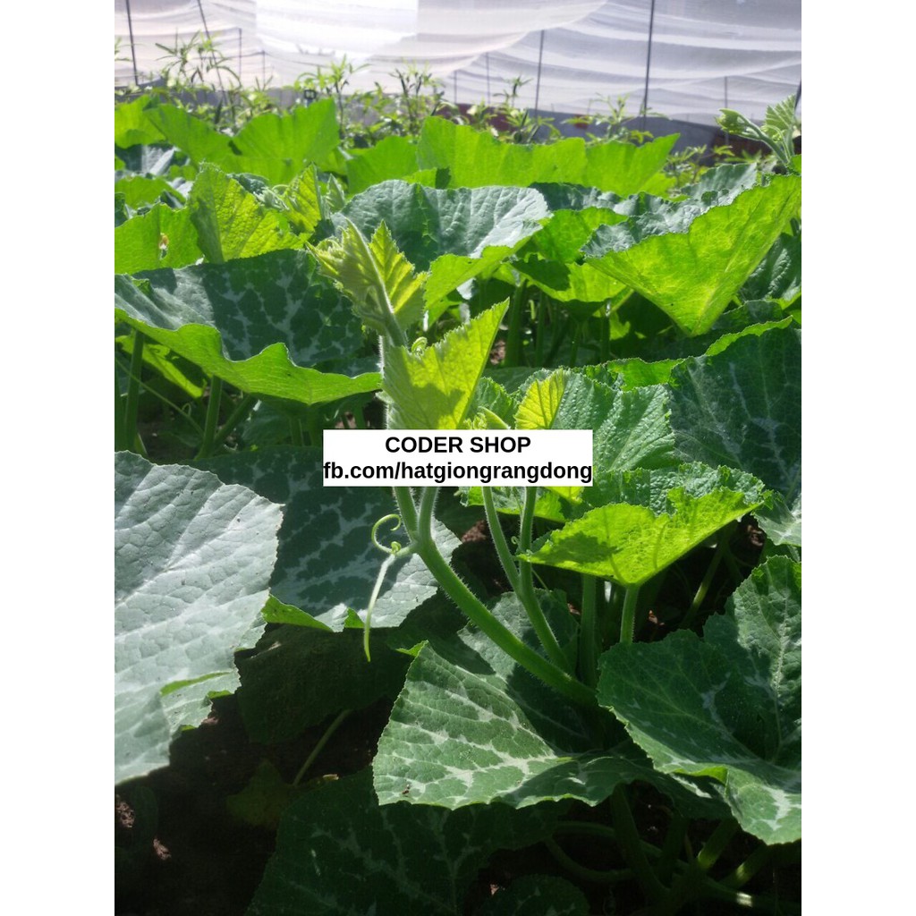Hạt giống bí siêu ngọn rạng đông 5gram