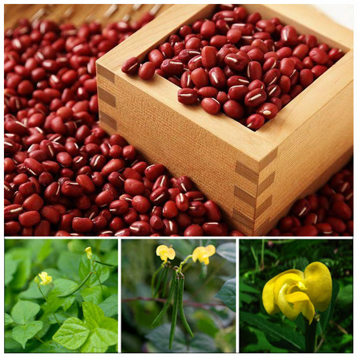 Hạt đậu đỏ nhỏ (xích thiểu đậu) 1kg
