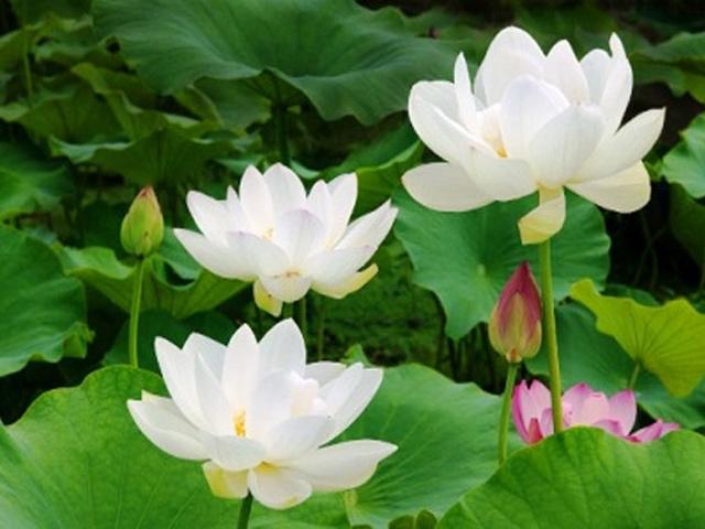 Hạt giống hoa sen ta quê hương - 10 hạt