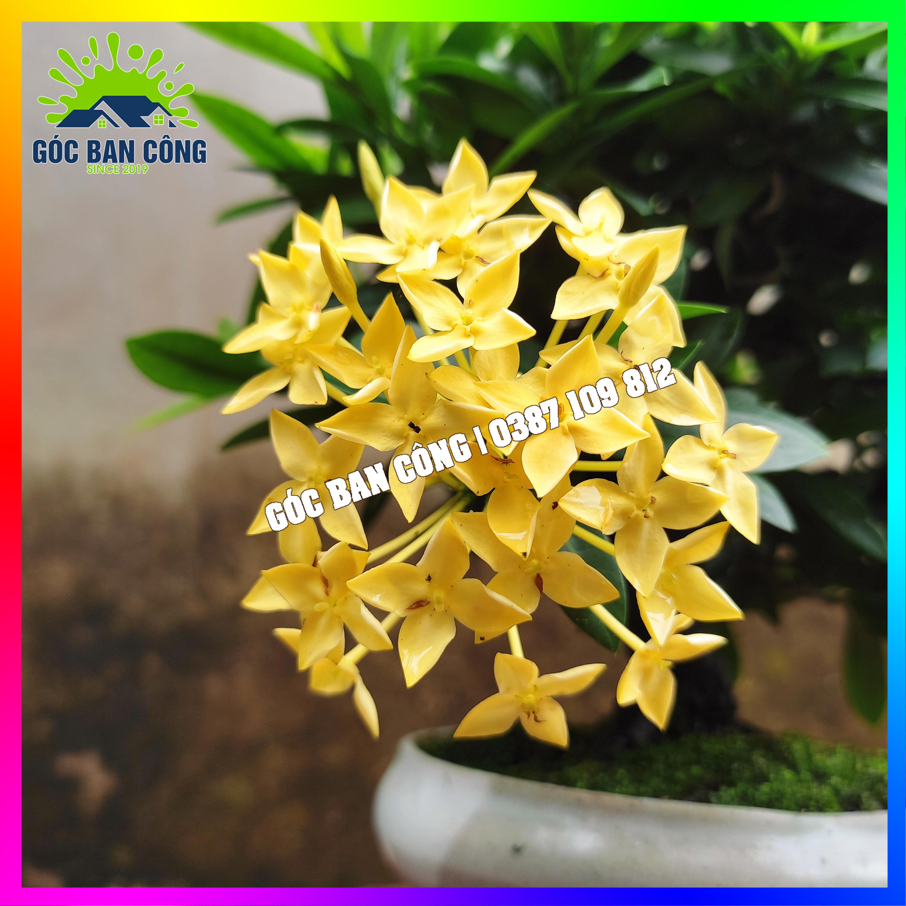 Cây Mẫu Đơn Trang Vàng Bonsai Mini