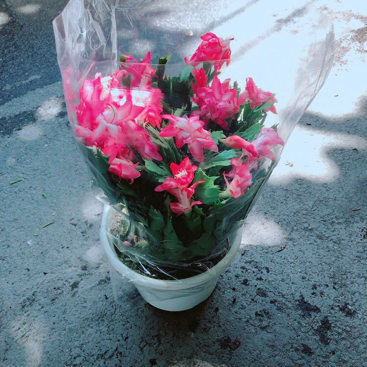 Chậu Hoa Quỳnh Size Đại