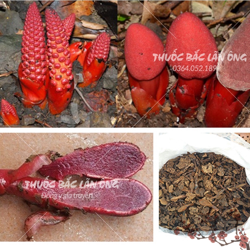 Nấm ngọc cẩu 500g, khô, sạch, nguyên búp - Lãn Ông