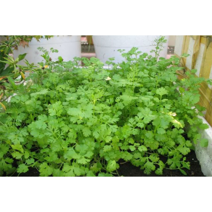 Hạt giống mùi tía túi 50 g