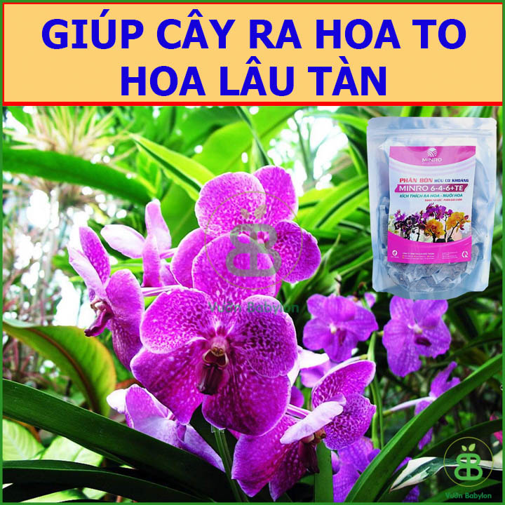 Phân Tan Chậm Hữu Cơ Khoáng MINRO 6-4-6