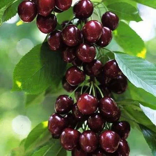 [HCM]Hạt giống cây cherry đỏ - Tặng gói hạt ngẫu nhiên