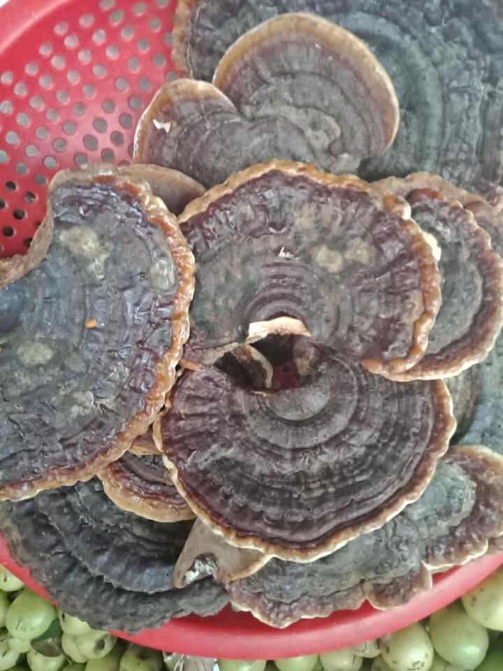 Nấm Linh Chi Rừng Tây Bắc 1kg