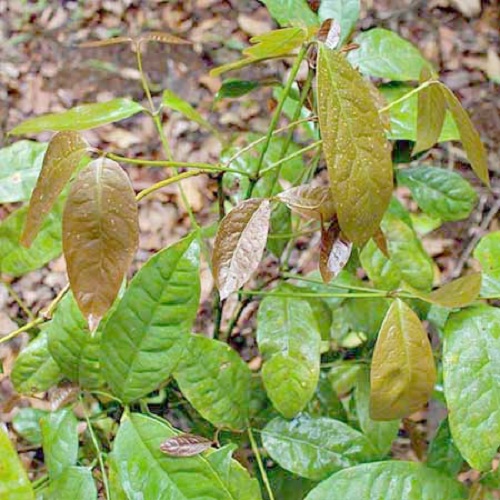 CÂY GIỐNG CÂY HÚNG VỊT