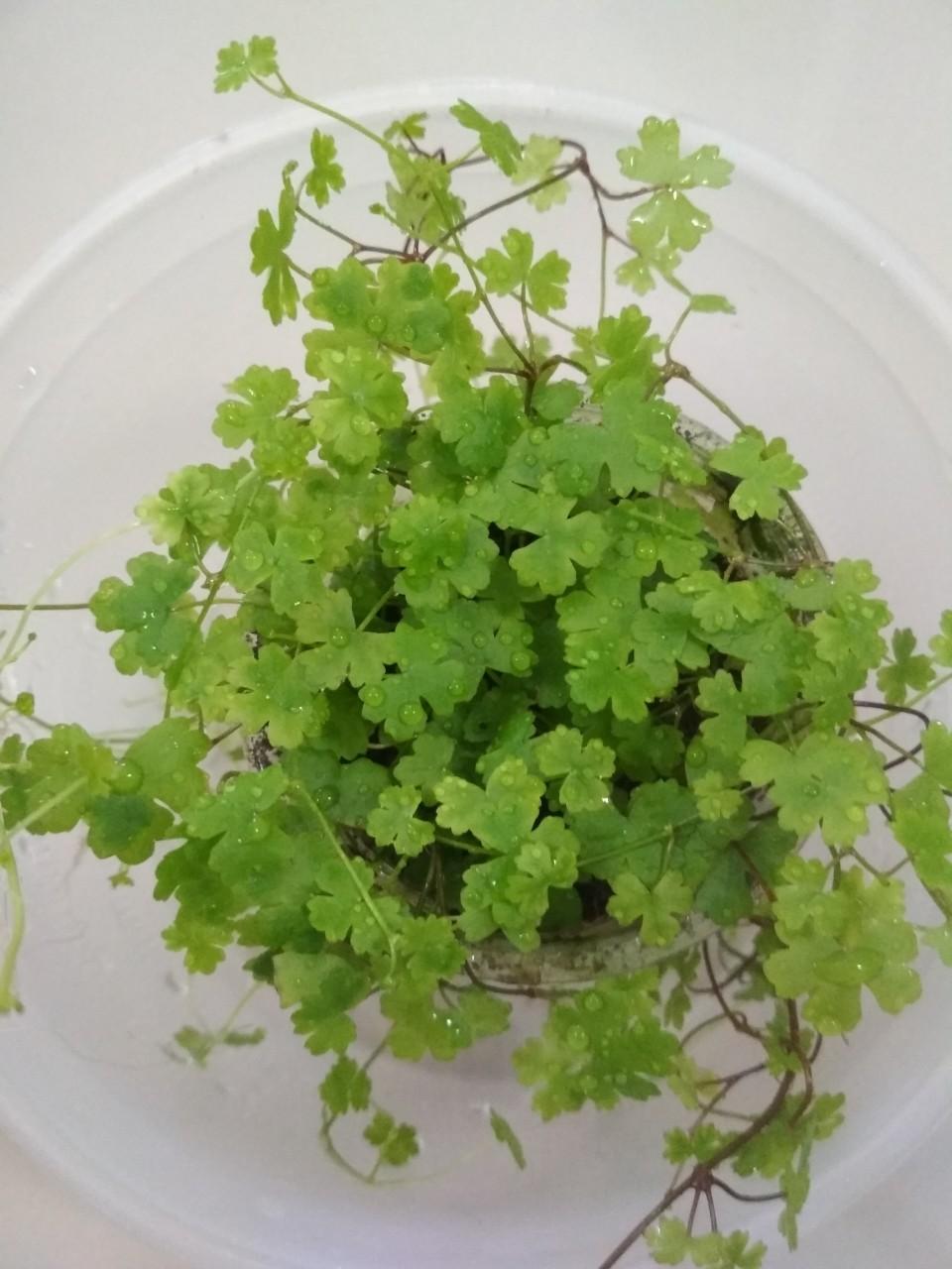 Cây thủy sinh rau má hương