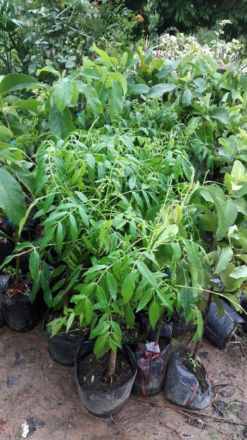 CÂY CÓC BAO TỬ THÁI LÙN ( CÂY TRƯỞNG THÀNH 40-80CM)