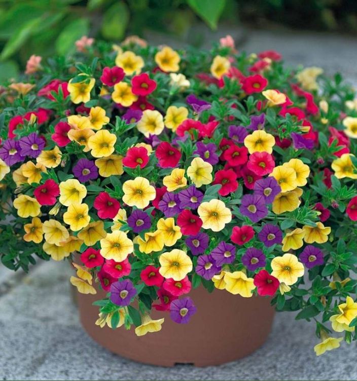Hạt giống hoa triệu chuông mix màu ( gói50hạt )
