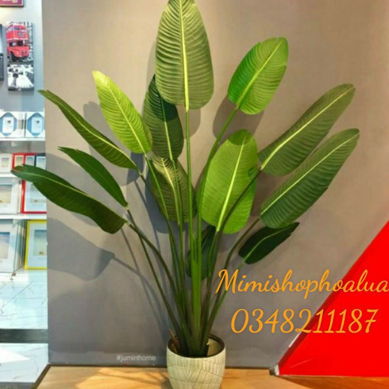 cây chuối giả cảnh ( tặng chậu nhựa kèm giỏ cói)