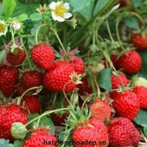 cây DÂU TÂY giống siêu quả, ngọt mát thơm