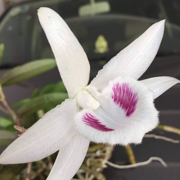 Hoa lan phi điệp - 5ct tiên sa( cao 20cm,rễ khỏe)