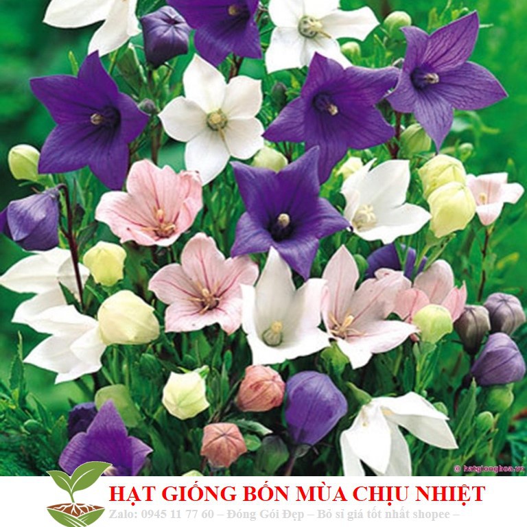 79A Hạt Giống Hoa cát cánh xanh blue 30 Hạt/ Gói