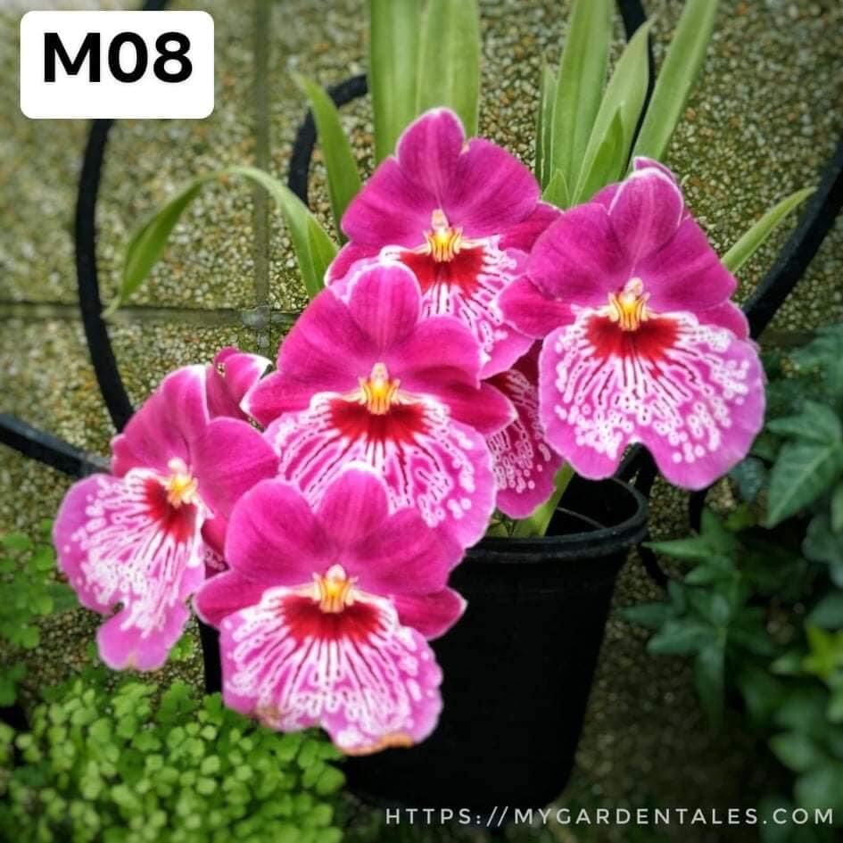 Hoa lan vũ nữ motonia(4 cây) cực thơm qq