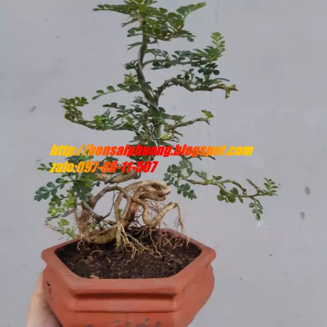 cần thăng bonsai TẶNG CHẬU